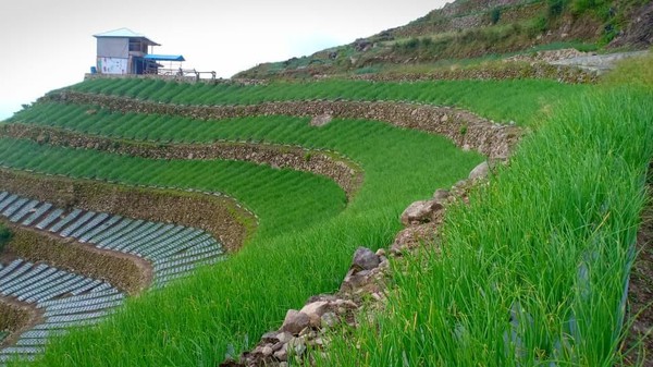  Kementan Dorong Solok Jadi Kawasan Bawang Merah Berbasis Korporasi